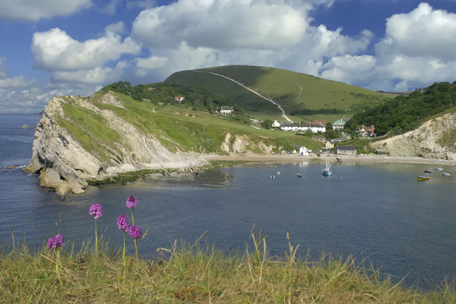 Lulworth Cove from above with early purple orchids in the foreground