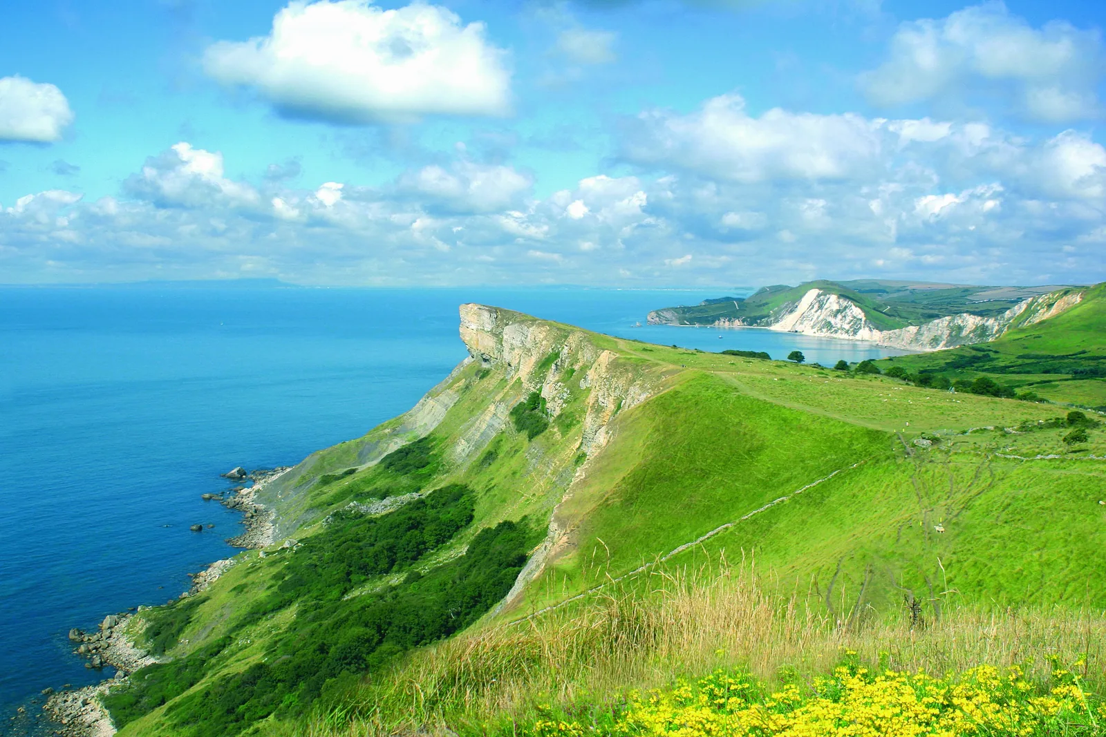 The Lulworth ranges coast looking east from the Flower's Barrow ridge, with yellow wildflowers and dramatic cliffs