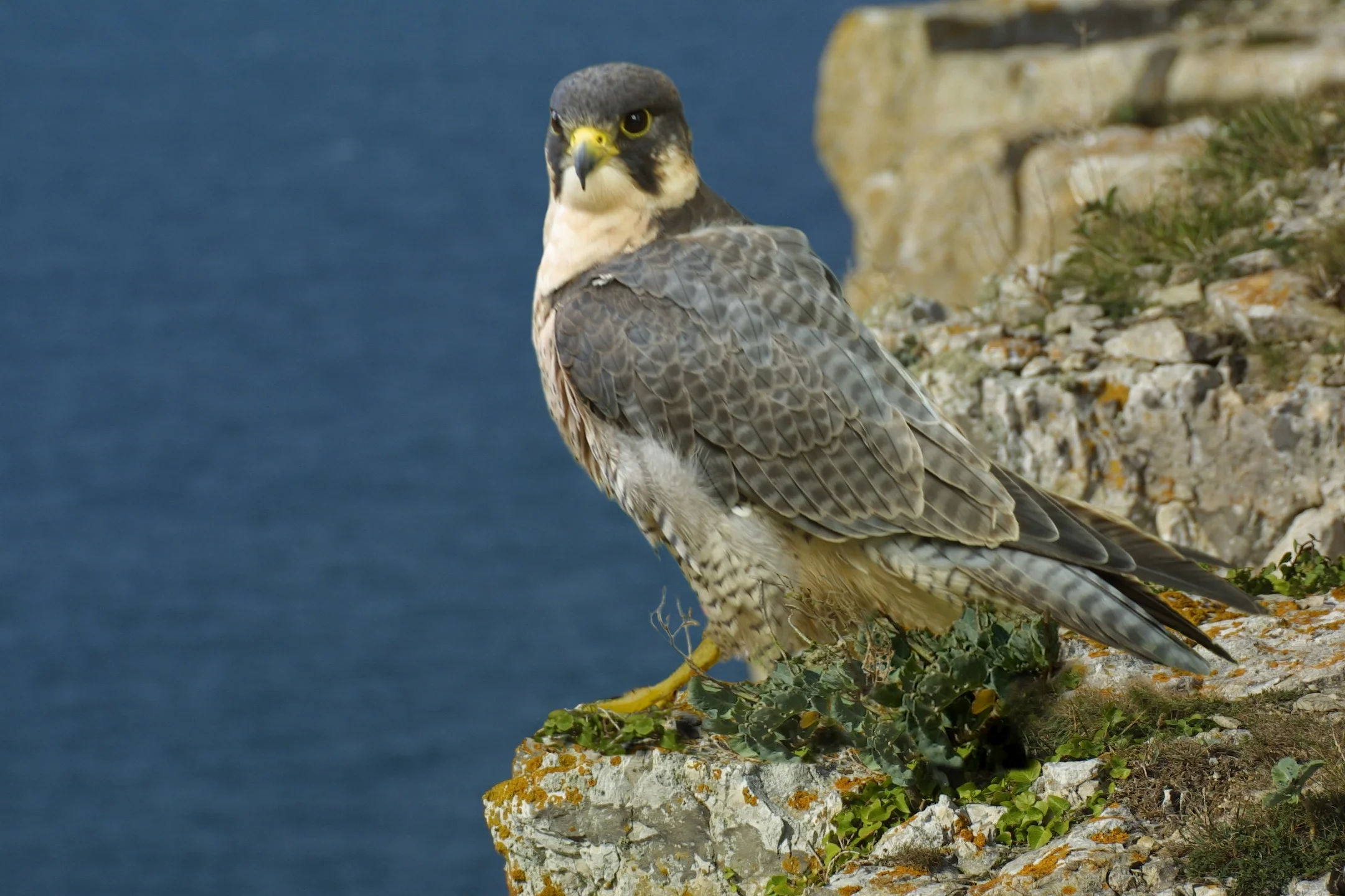 Peregrine falcon on a coastal cliff ledge
