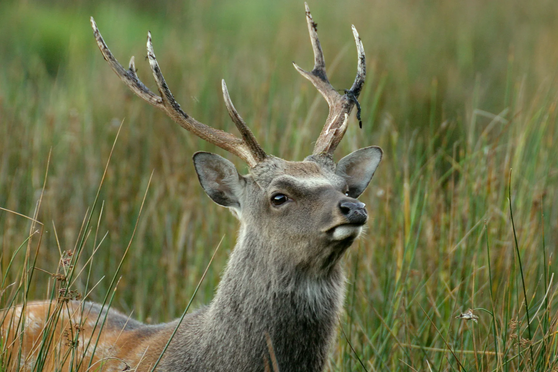 Sika stag in long grass